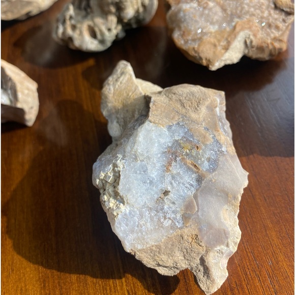 Assorted Fossils & Rocks 🪨🪸 - Picture 4 of 15